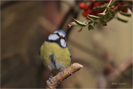 <p>SÝKORA MODŘINKA (Cyanistes caeruleus) ---- /Eurasian blue tit - Blaumeise/</p>